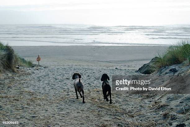 two dogs running - 1491 stock-fotos und bilder