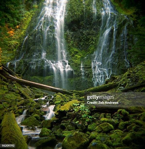 proxy falls - willamette national forest stock pictures, royalty-free photos & images