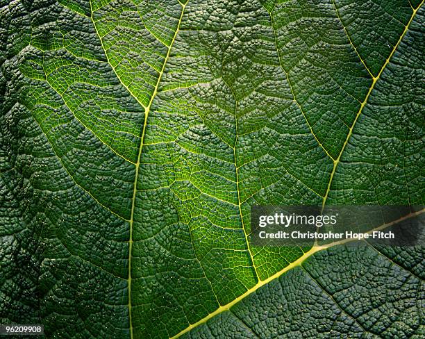 gunnera leaf - gunnera plant fotografías e imágenes de stock