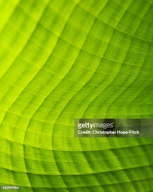 banana leaf - christopher hope-fitch stock pictures, royalty-free photos & images