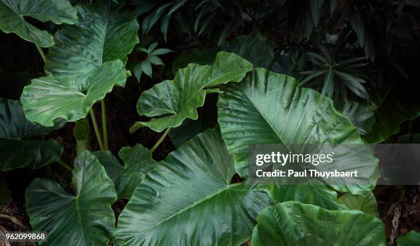greenery in praslin - praslin island stock pictures, royalty-free photos & images