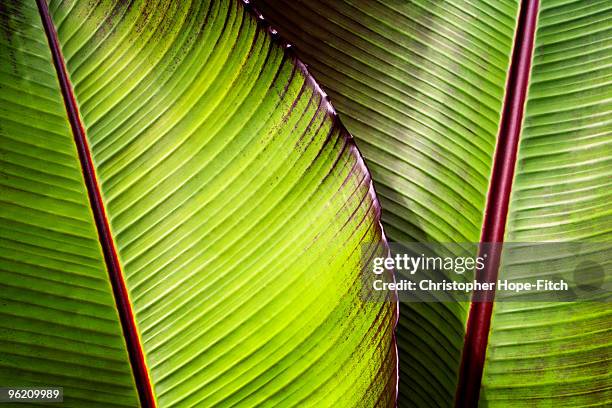 banana leaves - christopher hope-fitch stock pictures, royalty-free photos & images