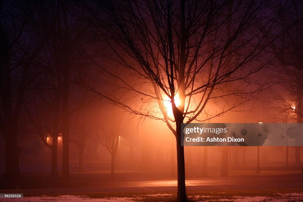 Foggy Night