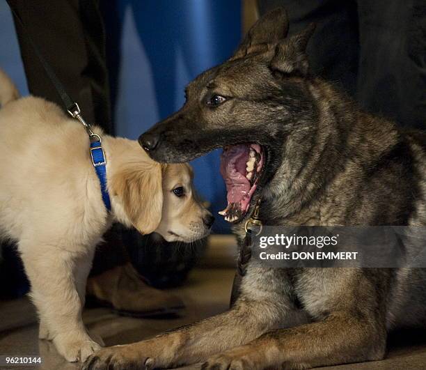 Golden Retriever puppy gets a close look at the teeth of a German Shepherd as the American Kennel Club officials announce their annual list of the...
