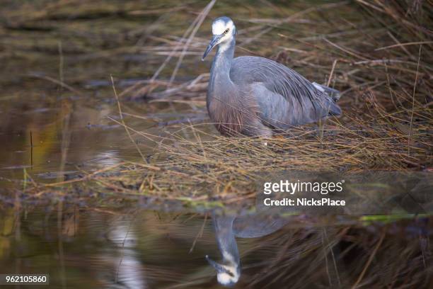 white-faced heron - hunt v nelson stock pictures, royalty-free photos & images