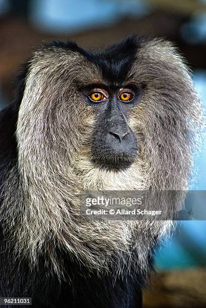 lion tailed macaque - macaco coda di leone foto e immagini stock