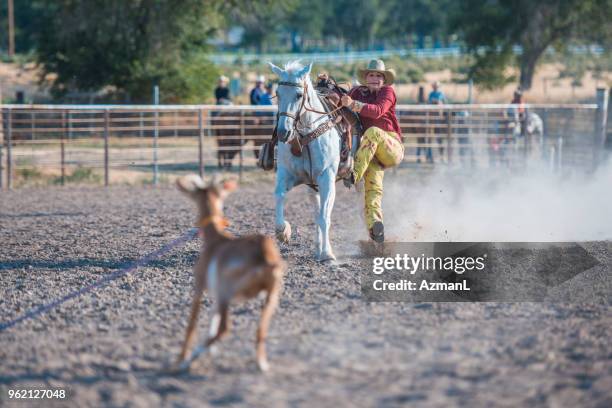 Training Roping Steers 732 Steer Roping Stock Photos, High-Res Pictures, and Images - Getty Images
