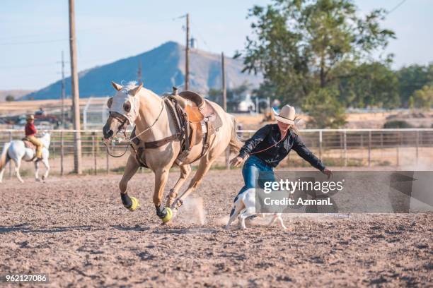 Training Roping Steers 851 Steer Roping Stock Photos, High-Res Pictures, and Images - Getty Images