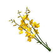 Broom flowers on white background