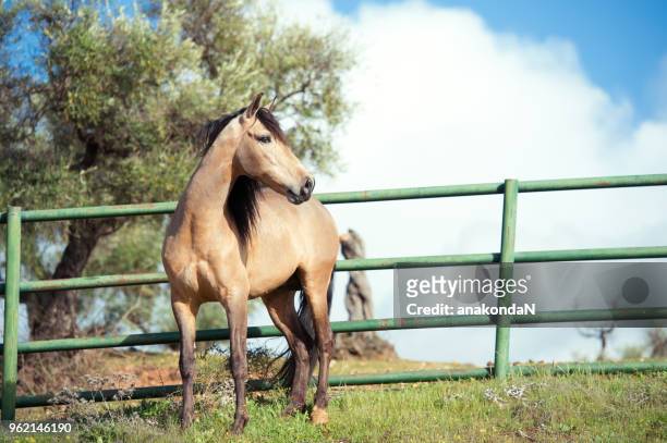 pure spanish , andalusian sandy  stallion posing  in olive garden. spain - spanish olive stock pictures, royalty-free photos & images
