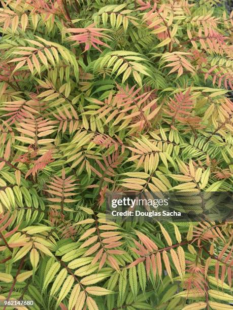 full frame of a false spirea plant (sorbaria sorbifolia) - spirea stock pictures, royalty-free photos & images