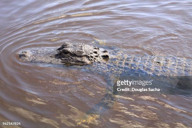 hunting alligator moves in the water (alligator mississippiensis) - alligator mississippiensis stock pictures, royalty-free photos & images