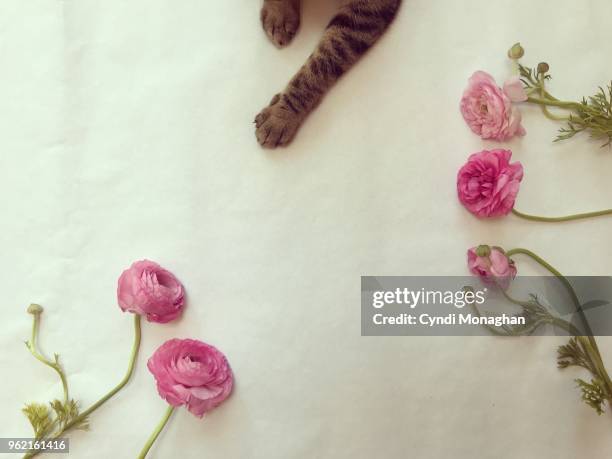 cat reaching across white background to touch pink flowers - domestic cat stalking stock pictures, royalty-free photos & images