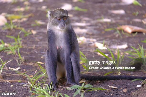 3,332 Arboreal Animal Photos and Premium High Res Pictures - Getty Images 3,332 Arboreal Animal Photos and Premium High Res Pictures - Getty Images