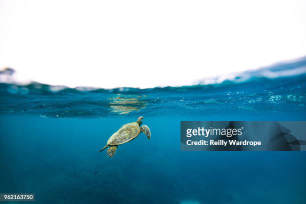 heron island - immersion stock pictures, royalty-free photos & images