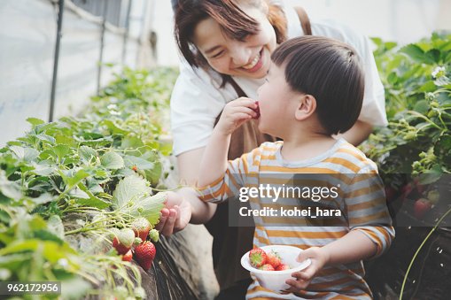 Mother and son harvesting strawberries