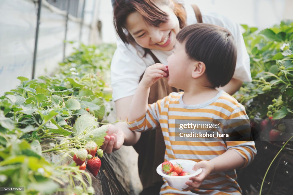 Mother and son harvesting strawberries