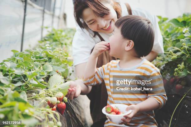 Mother and son harvesting strawberries