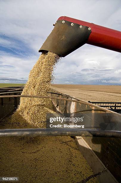 Soybeans are loaded onto a truck after being harvested at the Fartura Farm in Campo Verde, Brazil, on Saturday, March 1, 2008. Soybean output in...