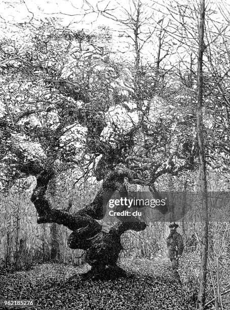 strange trees: a crookedly grown beech beech - beech tree stock illustrations