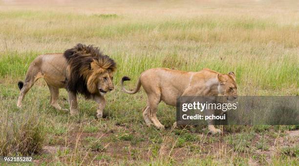 lion and lioness, africa - pchoui stock pictures, royalty-free photos & images
