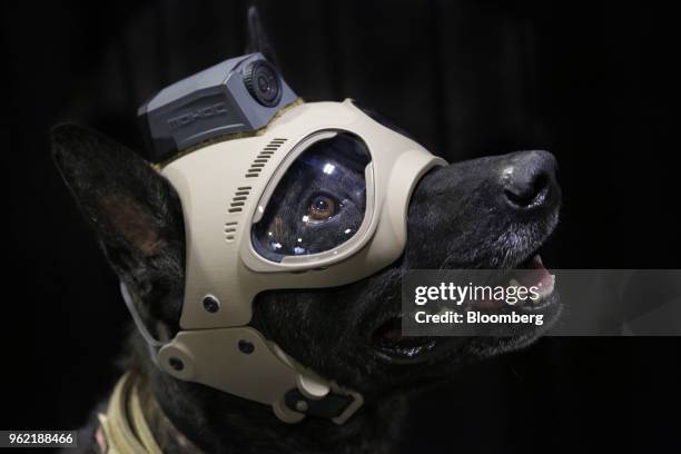 Military working dog wears protective goggles and tactical gear during the Special Operations Forces Industry Conference in Tampa, Florida, U.S., on...
