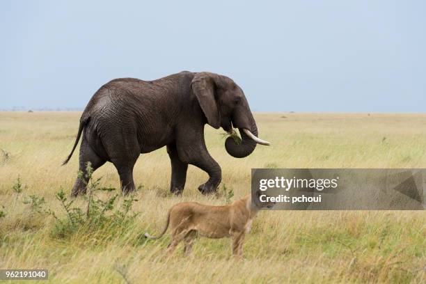 männliche elefanten und löwin, afrika - pchoui stock-fotos und bilder