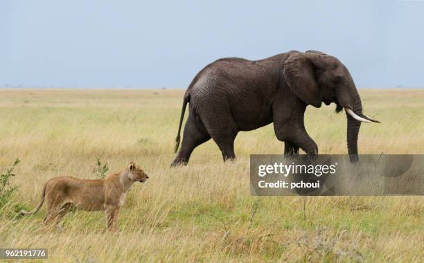 elefante maschio e leonessa, africa - elephant foto e immagini stock