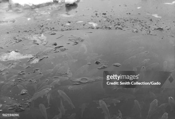 Signs of oxygen hunger by gulping air through the lake surface, Lake Merion, Brownton, Minnesota, February 3, 1936. Image courtesy Centers for...
