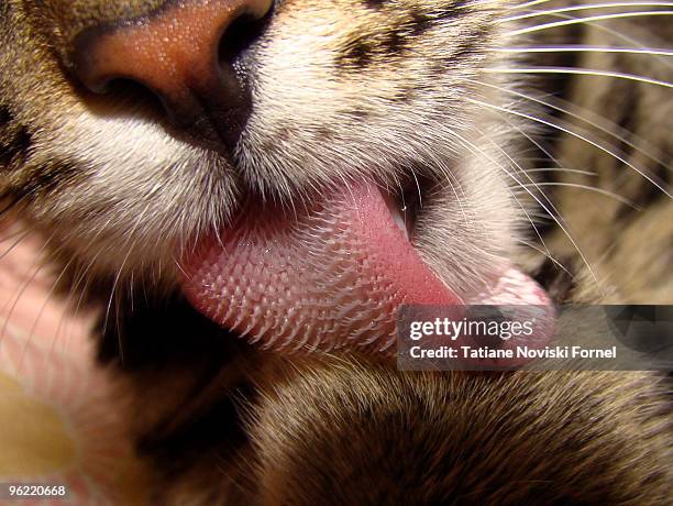 tiger  cleaning paws - undomesticated cat fotografías e imágenes de stock