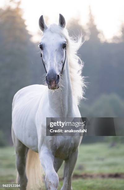 portrait of grey orlov trotter. early morning - trotter stock pictures, royalty-free photos & images