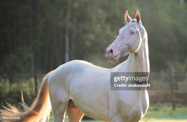 morning portrait of creamello purebred akhalteke stallion - akhalteke stock pictures, royalty-free photos & images