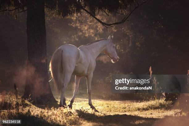 creamello purebred akhalteke stallion at early morning - akhalteke stock pictures, royalty-free photos & images