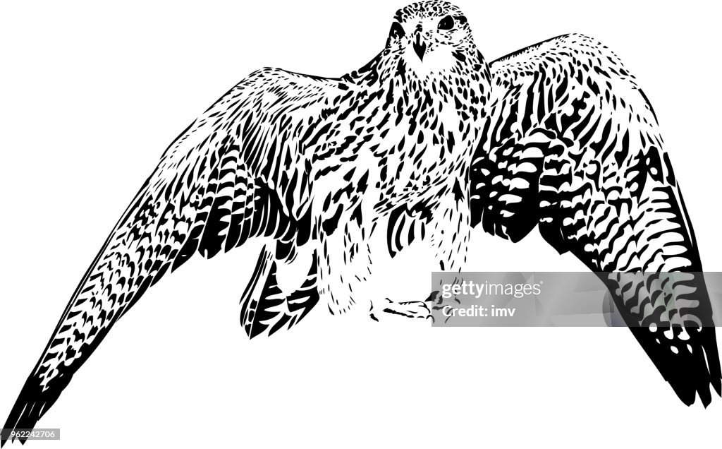 Illustrazione gyrfalcon in linee nere