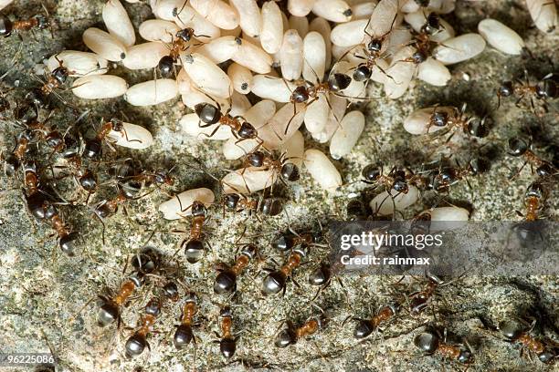 working - colony of ants stock pictures, royalty-free photos & images