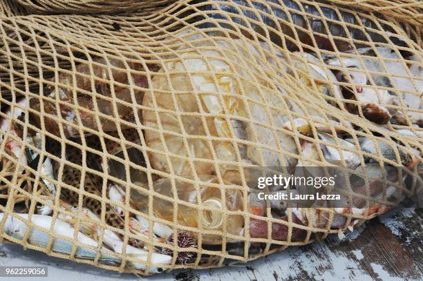 Fish and plastic waste inside the nets on a fishing boat during the operations of 'Arcipelago Pulito ' project in the Tyrrhenian Sea on May 24, 2018...