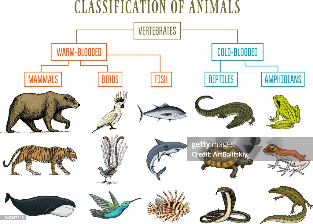 Classification Of Animals Reptiles Amphibians Mammals Birds Crocodile ...