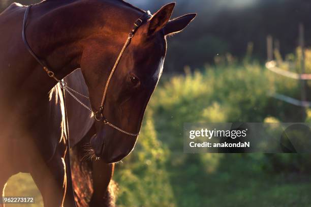 portrait of bay purebred akhalteke mare - akhalteke stock pictures, royalty-free photos & images