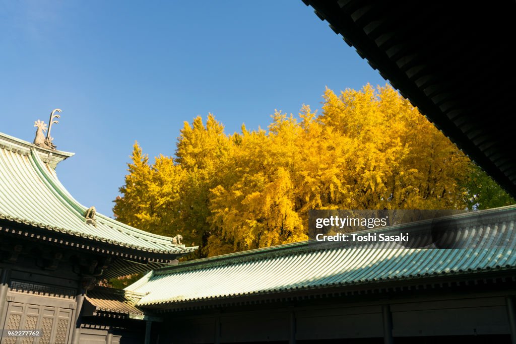 Autumn leaves Ginkgo trees stand behind the precincts of Taiseiden Yushima Seido Temple under the clear blue sky at Yushima, Bunkyo Ward Tokyo Japan on November 25 2017.