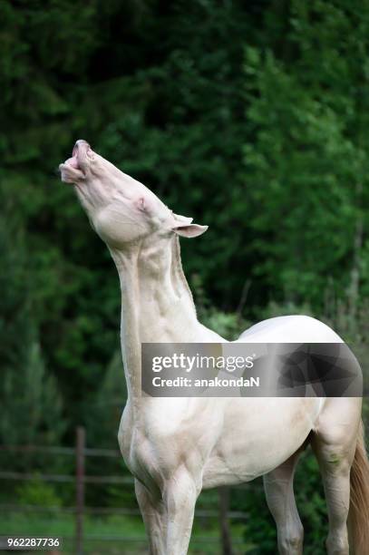 portrait of creamello purebred akhalteke stallion at freedom - akhalteke stock pictures, royalty-free photos & images