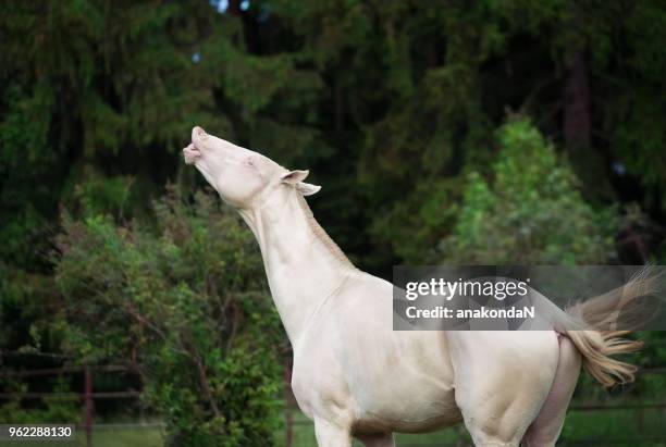 creamello purebred akhalteke stallion at freedom - akhalteke stock pictures, royalty-free photos & images