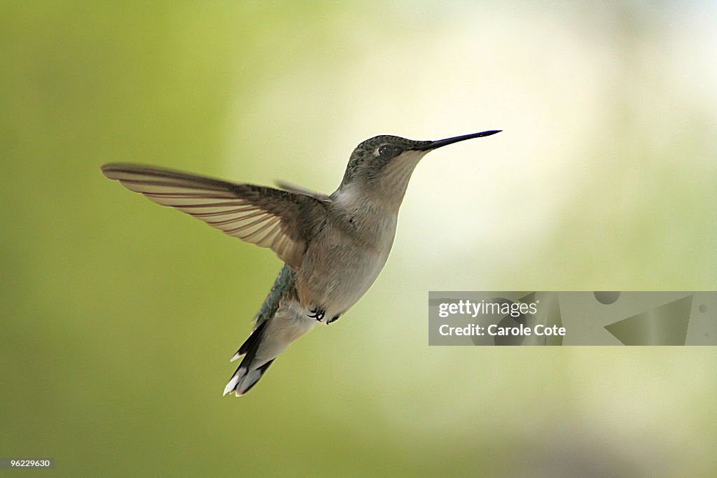 Ruby Throated Hummingbird (Female)