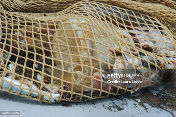 Fish and plastic waste inside the nets on a fishing boat during the operations of 'Arcipelago Pulito ' project in the Tyrrhenian Sea on May 24, 2018...
