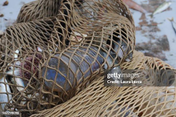 Fish and plastic waste inside the nets on a fishing boat during the operations of 'Arcipelago Pulito ' project in the Tyrrhenian Sea on May 24, 2018...