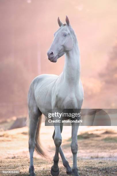 creamello purebred akhalteke stallion posing in early  morning rays - akhalteke stock pictures, royalty-free photos & images