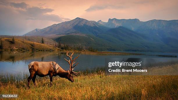 elk grazing - jasper mountains stockfoto's en -beelden