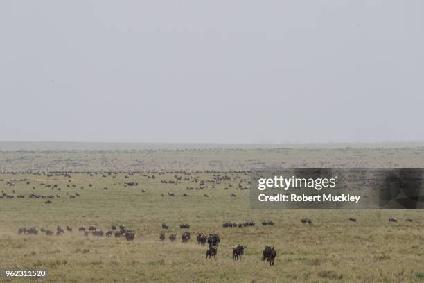 migrating wildebeest - ngorongoro wildreservat stock-fotos und bilder