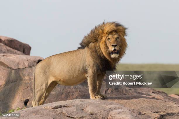 the king - serengeti national park lions stock-fotos und bilder