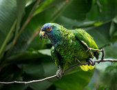 Jaco Parrot, Amazona arausiaca