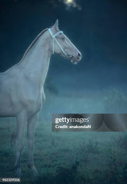 creamello purebred akhalteke stallion in night  fog - akhalteke stock pictures, royalty-free photos & images